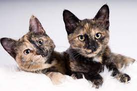 10 Fascinating Facts About Tortoiseshell Cats Tortoiseshell Cat Information
