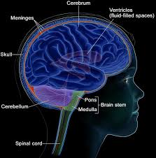 The central nervous system is effectively the center of the nervous system, the part of it that the cns consists of the brain and spinal cord. 1 The Components Of The Human Central Nervous System Cns The Brain Download Scientific Diagram