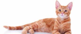 Ruyada Kedi Ile Konusmak Ruya Meali
