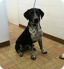 Look at pictures of puppies in colorado who need a home. Pin By Loralee Grimes On Animals Lab Mix Dogs Pointer Lab Mix Dogs Labrador Retriever