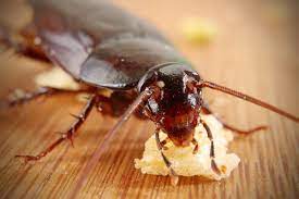 Unlike other pest control companies, we treat the inside and outside of your home for pests, completely ridding your home of unwanted insects and rodents. Pest Control Services In Bradenton Fl
