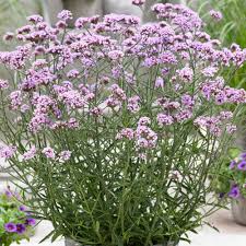Check spelling or type a new query. Verbena Lollipop Plants For Sale Free Uk Delivery