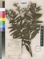 Image result for Sium repandum