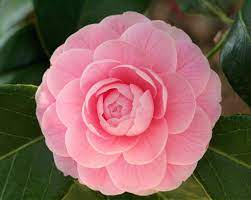 Pin On Wow Camellias