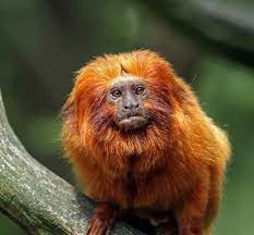 Golden Lion Tamarin Golden Lion Tamarin Golden Lions New World Monkey