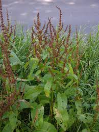 Image result for Rumex lanceolatus