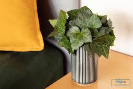 Dalam memilih tanaman indoor haruslah tanaman yang memiliki ketahanan hidup dalam ruangan. 13 Tanaman Dalam Ruangan Untuk Kesehatan Cantik Dan Kaya Manfaat