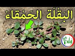 pin by health benefits on الاعشاب وفوائدها plants