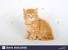 Long Haired Orange Tabby Kitten