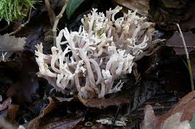 Image result for Clavulina cinerea