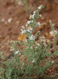 Image result for Cressa cretica