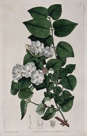 Image result for Jasminum schimperi