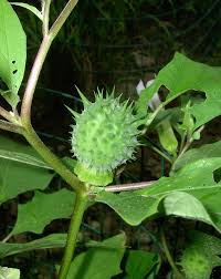 Image result for Datura stramonium