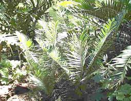 Image result for Encephalartos ngoyanus