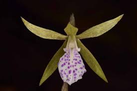 Image result for Nervilia pectinata