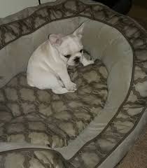 French bulldog puppies for sale orlando florida. French Bulldog Puppies For Sale Orlando Fl 289622