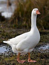 Emden Goose A Descendent Of The Wild Greylag Goose Goruntuler Ile Ordekler Hayvan Evcil Hayvanlar