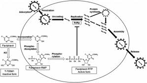 Role Of Favipiravir In The Treatment Of Covid 19 International Journal Of Infectious Diseases