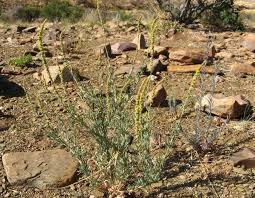 Image result for Lophiocarpus polystachyus