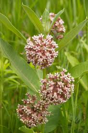 Image result for Asclepias palustris