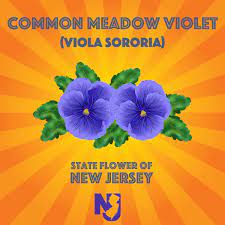 Sells fresh flower bulbs at competitive prices online in our webshop. New Jersey On Twitter Roses Are Red Violets Are Blue Did You Know Violets Are The State Flower Too