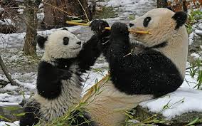 Check spelling or type a new query. Herunterladen Hintergrundbild Panda Winter Niedliche Teddybaren Wald Wildtiere Baren Fur Desktop Kostenlos Hintergrundbilder Fur Ihren Desktop Kostenlos