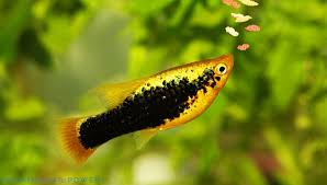 Platies Fish Breed Information And Pictures - Petguide | Petguide