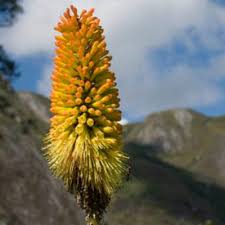 Image result for Kniphofia princeae