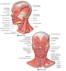 Muscles Of Facial Expression Neck Muscle Anatomy Facial Muscles Anatomy Human Muscle Anatomy