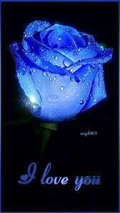 I Love You Blue Roses Wallpaper Beautiful Roses Blue Roses