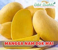 Buah mangga merupakan buah yang memiliki rasa manis dan asam pada daging buahnya. Jual Bibit Mangga Namdokmai Jenis Mangga Import Thailand Warna Kuning Rasa Manis Bibit Buahku