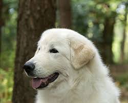 In fact, it is one of the few such breeds that continue to find employment in this role, both in its homeland and elsewhere. Maremma Sheepdog Breeds A To Z The Kennel Club