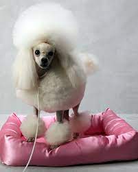 Log In The New York Times Westminster Dog Show Dog Show Poodle Dog