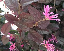 La dipladenia, una pianta rampicante fiorita, dai bellissimi fiori bianchi e verdi. 5 Piante Ornamentali Da Giardino Dai Fiori Bellissimi Community Lm