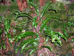 Image result for Asplenium uhligii