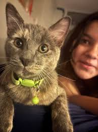 Missing tortie kitten in Belmont Cragin area found