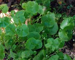 Image result for Montia