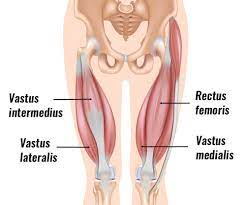 Rectus Femoris Tendon Strain Symptoms Causes Treatment Rehab