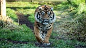 We did not find results for: Tag Harimau Arti Mimpi Dikejar Harimau Kabar Gembira Bagi Para Jomblo Kamu Akan Mendapatkan Jodoh Tribun Lampung