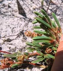 Image result for Psammotropha myriantha