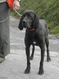 Plott Hound Wikipedia
