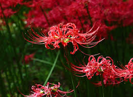 Spider Lily Flower Meaning And Symbolism All Rose Color Meanings