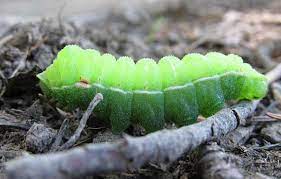 To keep the caterpillar's food plant fresh, place the stems in a small jar of water. How To Raise A Caterpillar To A Butterfly Or Moth Owlcation