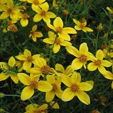 Image result for Bidens
