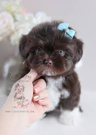 Explore 51 listings for chocolate imperial shih tzu puppies sale at best prices. Shih Tzu Puppies In Broward Teacup Puppies Boutique