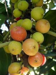 Image result for Ficus trichopoda