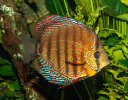 That is entirely and perfectly round in body shape. Diskusfische Wikipedia