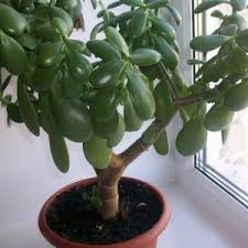 как влюбить в себя за 4 минуты артур арон Psiholog Artur Aron 20 Let Nazad Provel Potryasayushij Eksperiment On Priglasil V Laboratoriyu Neznakomyh Ranee Muzhchinu I Zhensh Denezhnye Derevya