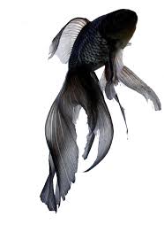 Black fish tattoos look amazing ad when made on the right spot can bring in a lot of attention. Pin On Black And All Black
