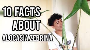 Check spelling or type a new query. Alocasia Zebrina 10 Facts Care Tips Care Guide Alocasia Elephant Ear Reticulata Zebrina Youtube